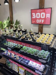 3000followsキャンペーン開催|多肉植物専門店リュミエール葛飾店_20260704