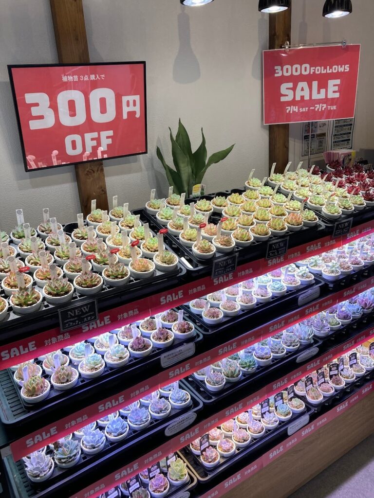 3000followsキャンペーン開催|多肉植物専門店リュミエール葛飾店_20260704