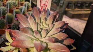東京でエケベリアがたくさん並ぶ無人販売店|多肉植物専門店リュミエール葛飾店_20260705