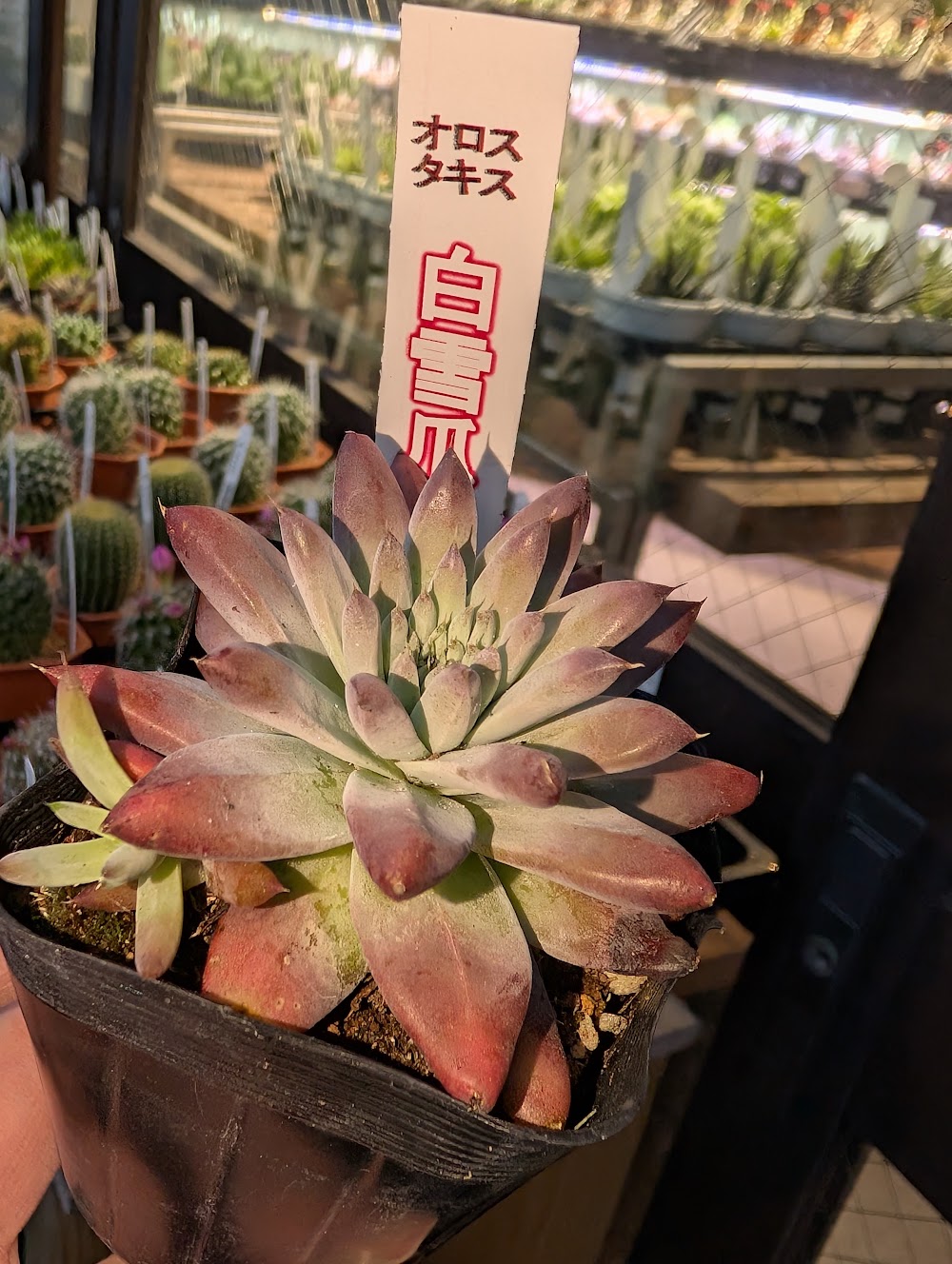 東京でエケベリアがたくさん並ぶ無人販売店|多肉植物専門店リュミエール葛飾店_20260705