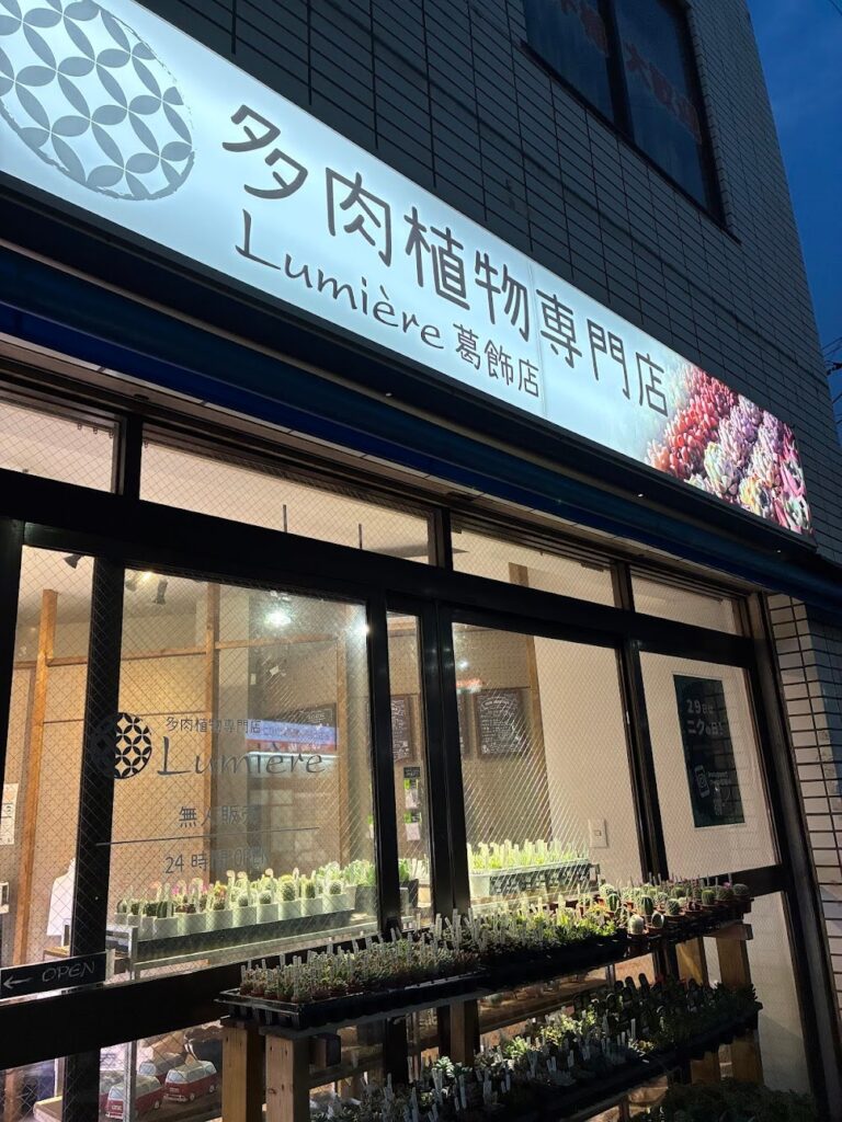 東京でエケベリアがたくさん並ぶ無人販売店|多肉植物専門店リュミエール葛飾店_20260706