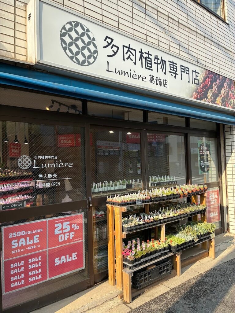 東京でエケベリアがたくさん並ぶ無人販売店|多肉植物専門店リュミエール葛飾店_20260706
