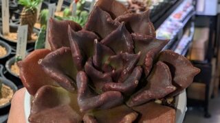 東京でエケベリアがたくさん並ぶ無人販売店|多肉植物専門店リュミエール葛飾店_20260707