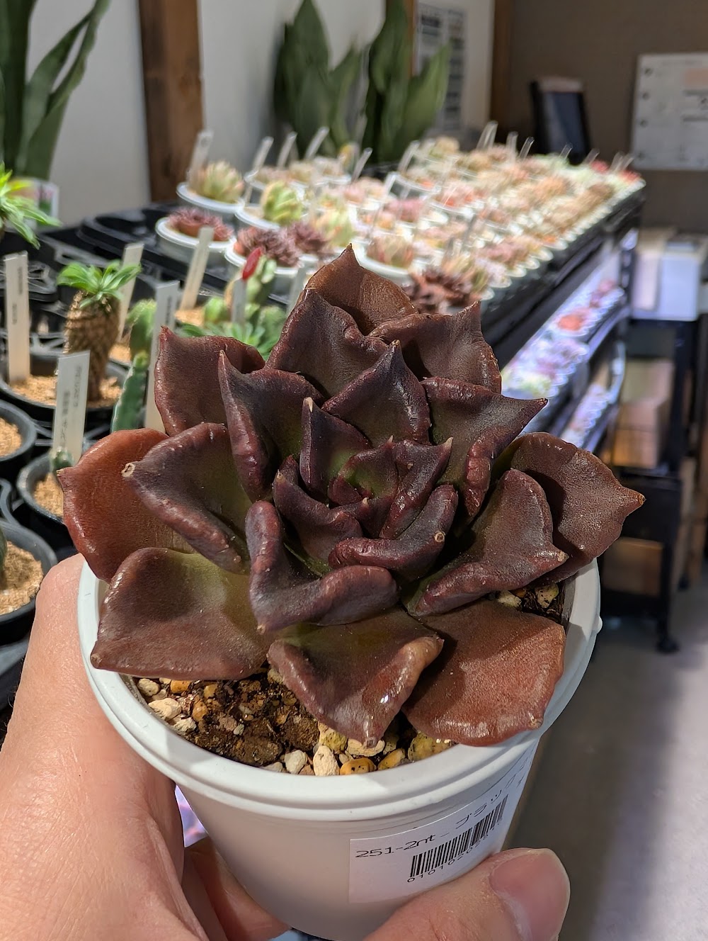東京でエケベリアがたくさん並ぶ無人販売店|多肉植物専門店リュミエール葛飾店_20260707