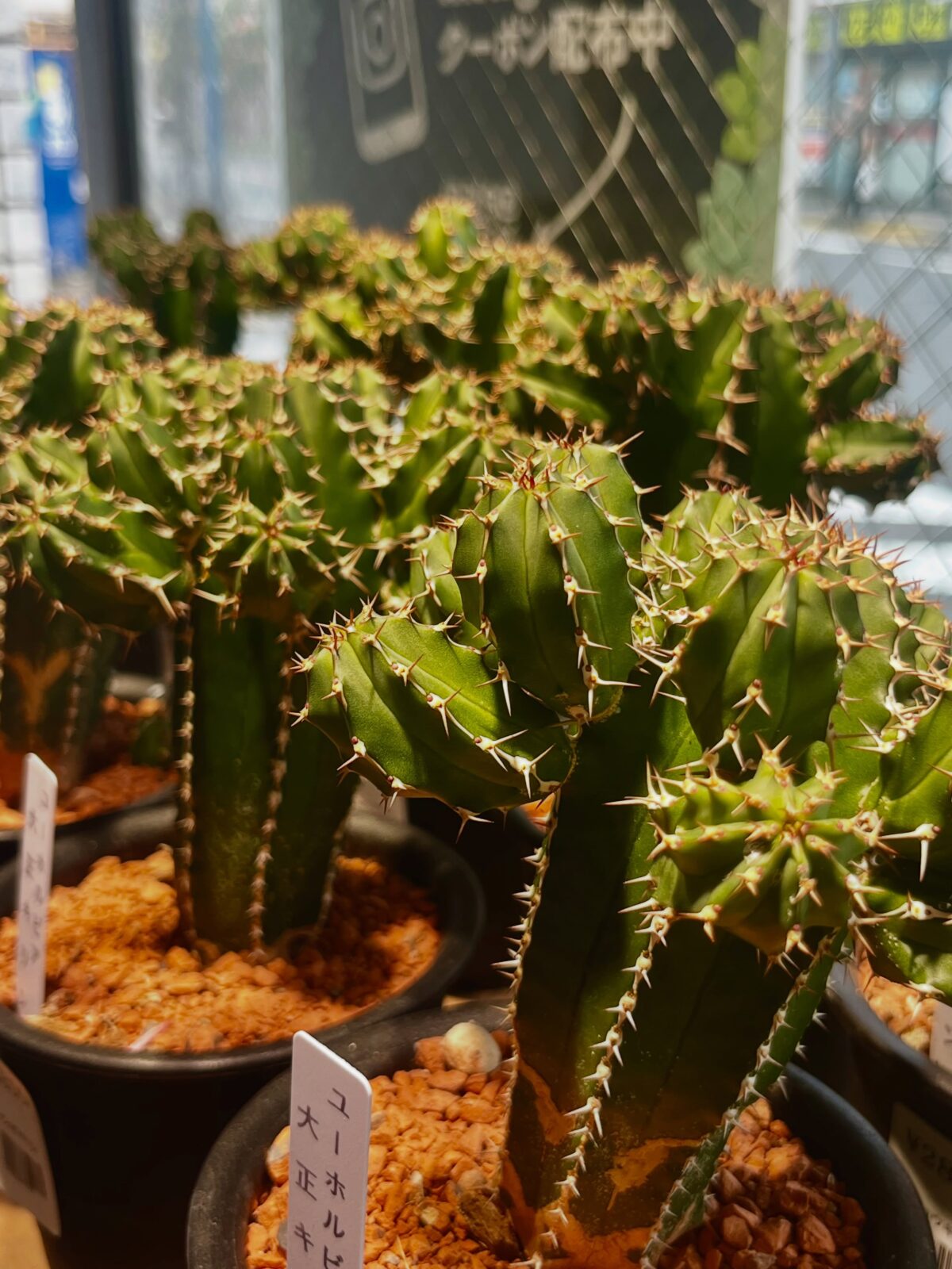東京でエケベリアがたくさん並ぶ無人販売店|多肉植物専門店リュミエール葛飾店_20260708