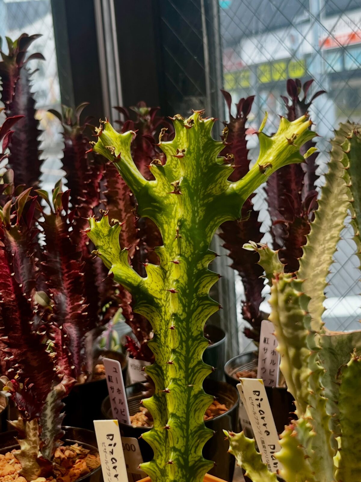 東京でエケベリアがたくさん並ぶ無人販売店|多肉植物専門店リュミエール葛飾店_20260708
