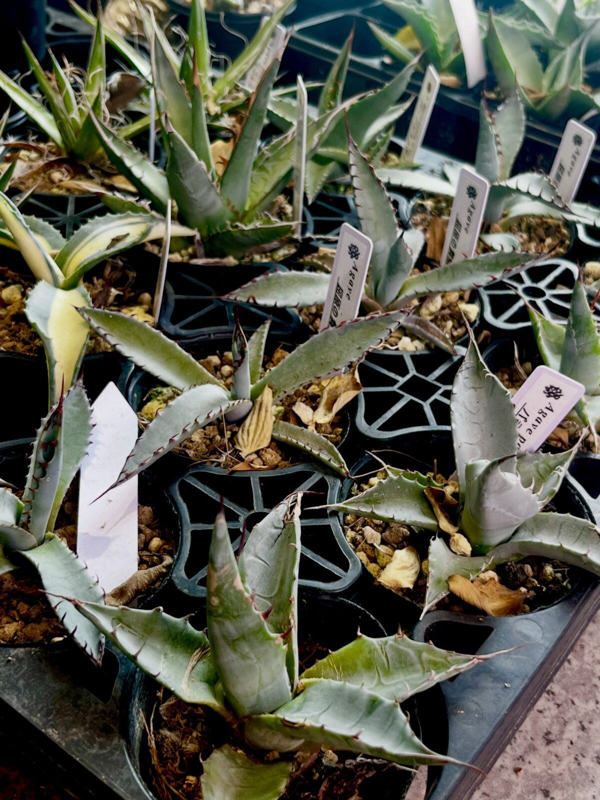 東京でエケベリアがたくさん並ぶ無人販売店|多肉植物専門店リュミエール葛飾店_20260708