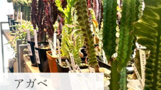 東京でエケベリアがたくさん並ぶ無人販売店|多肉植物専門店リュミエール葛飾店_20260708