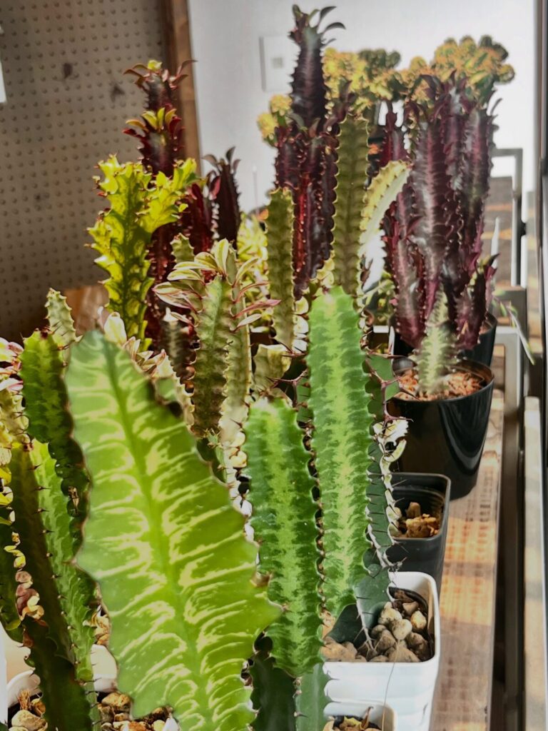 東京でエケベリアがたくさん並ぶ無人販売店|多肉植物専門店リュミエール葛飾店_20260708