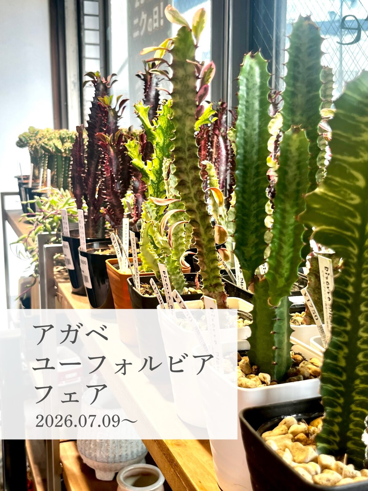 東京でエケベリアがたくさん並ぶ無人販売店|多肉植物専門店リュミエール葛飾店_20260708