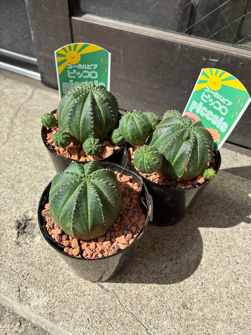 東京でエケベリアがたくさん並ぶ無人販売店|多肉植物専門店リュミエール葛飾店_20260709