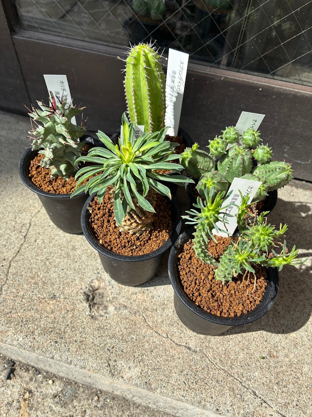 東京でエケベリアがたくさん並ぶ無人販売店|多肉植物専門店リュミエール葛飾店_20260709