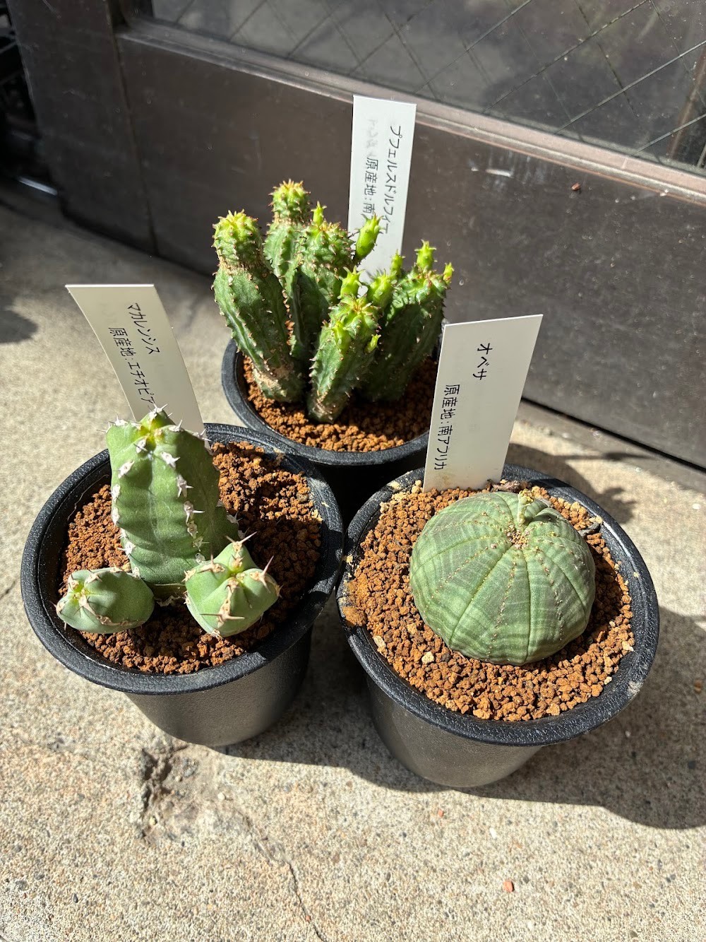 東京でエケベリアがたくさん並ぶ無人販売店|多肉植物専門店リュミエール葛飾店_20260709