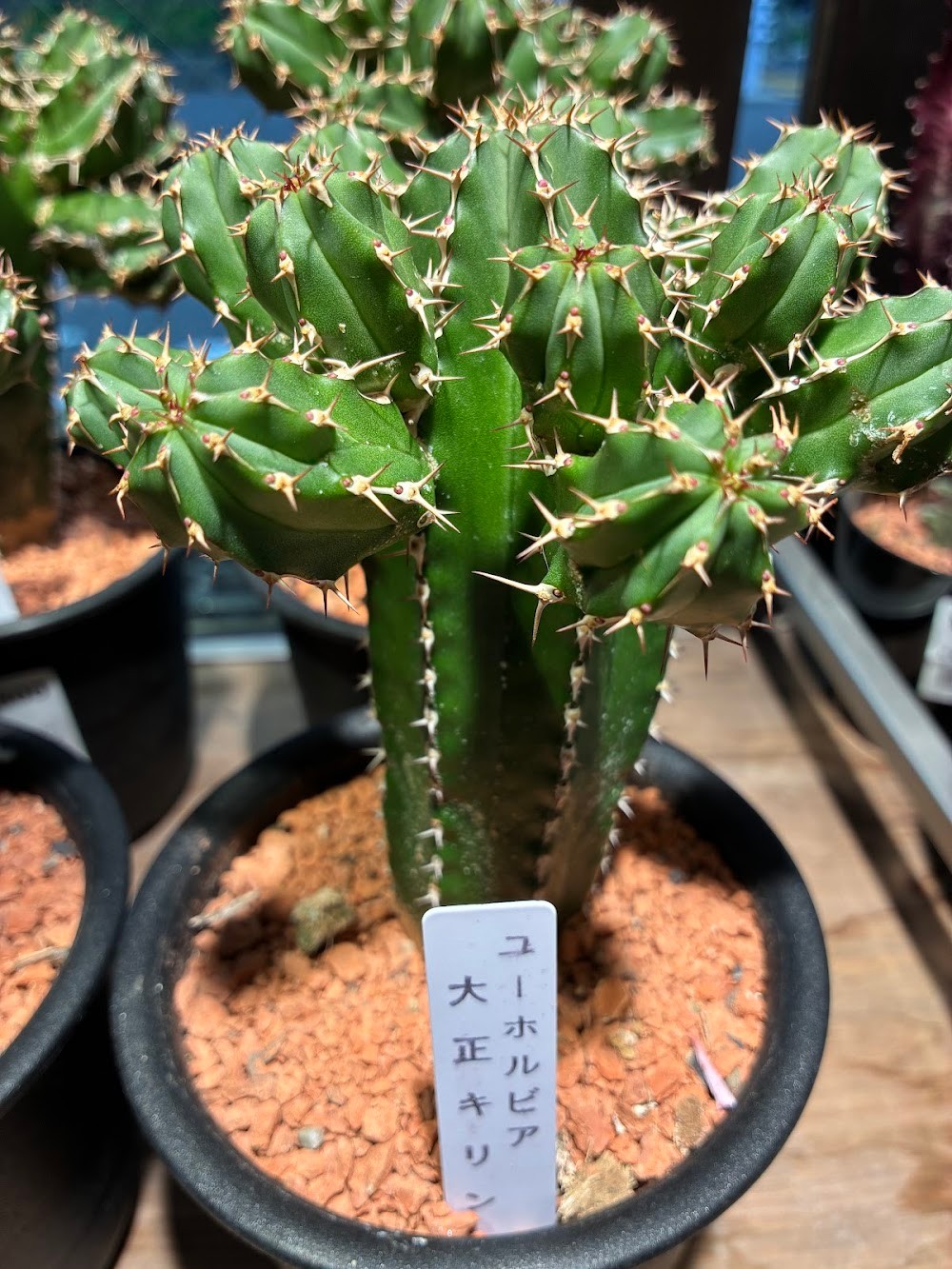 東京でエケベリアがたくさん並ぶ無人販売店|多肉植物専門店リュミエール葛飾店_20260709