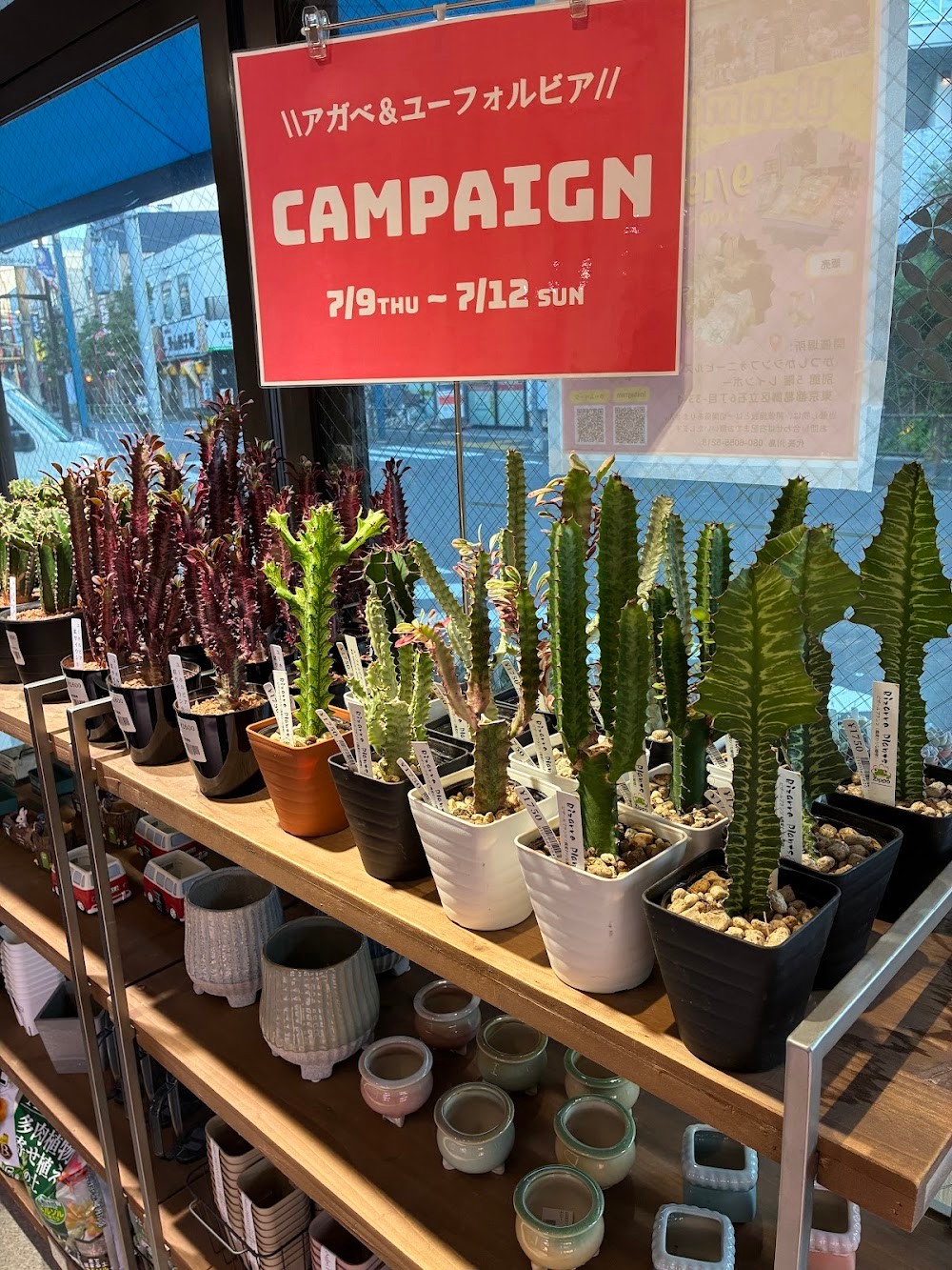 東京でエケベリアがたくさん並ぶ無人販売店|多肉植物専門店リュミエール葛飾店_20260709