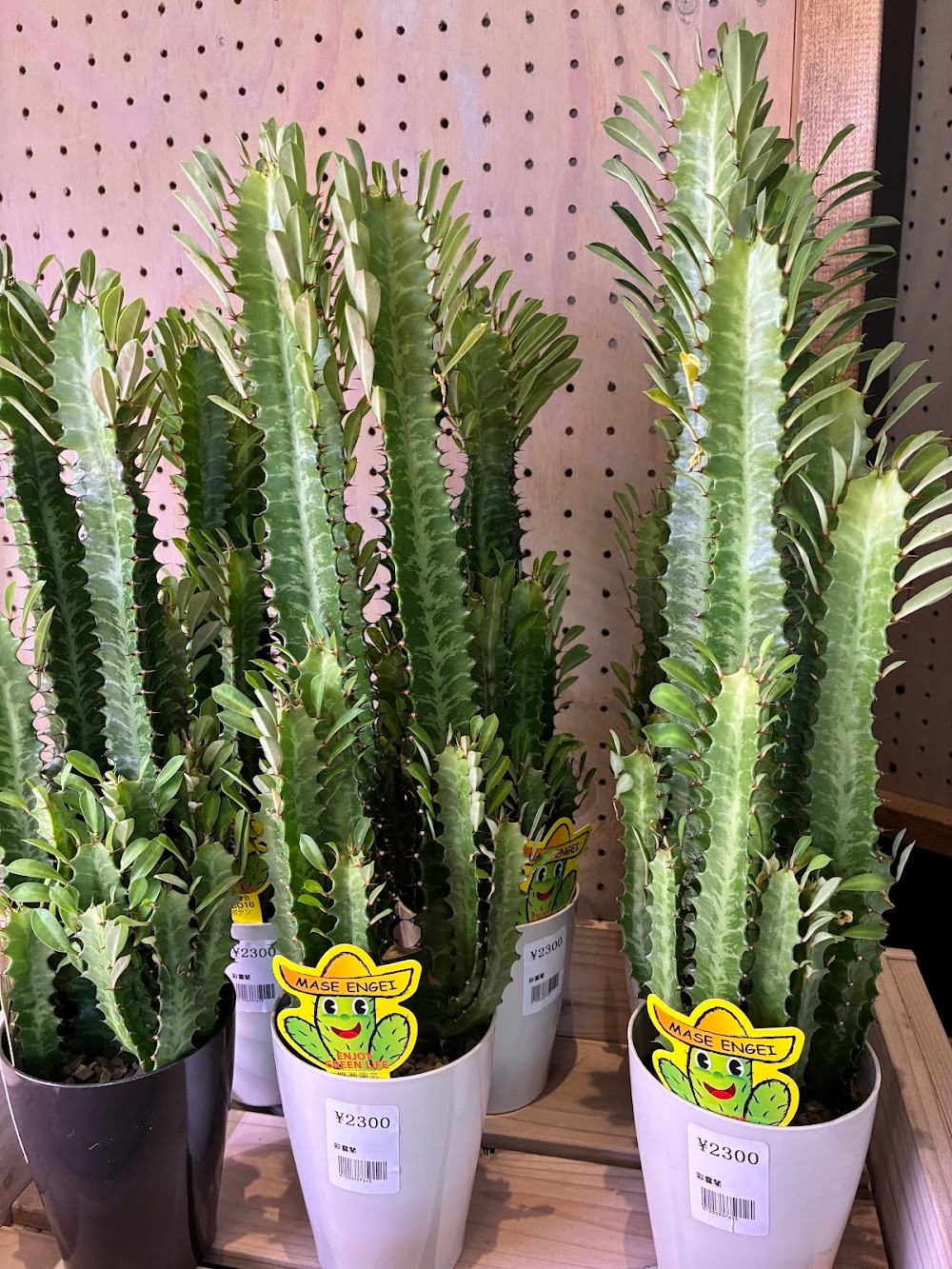 東京でエケベリアがたくさん並ぶ無人販売店|多肉植物専門店リュミエール葛飾店_20260709