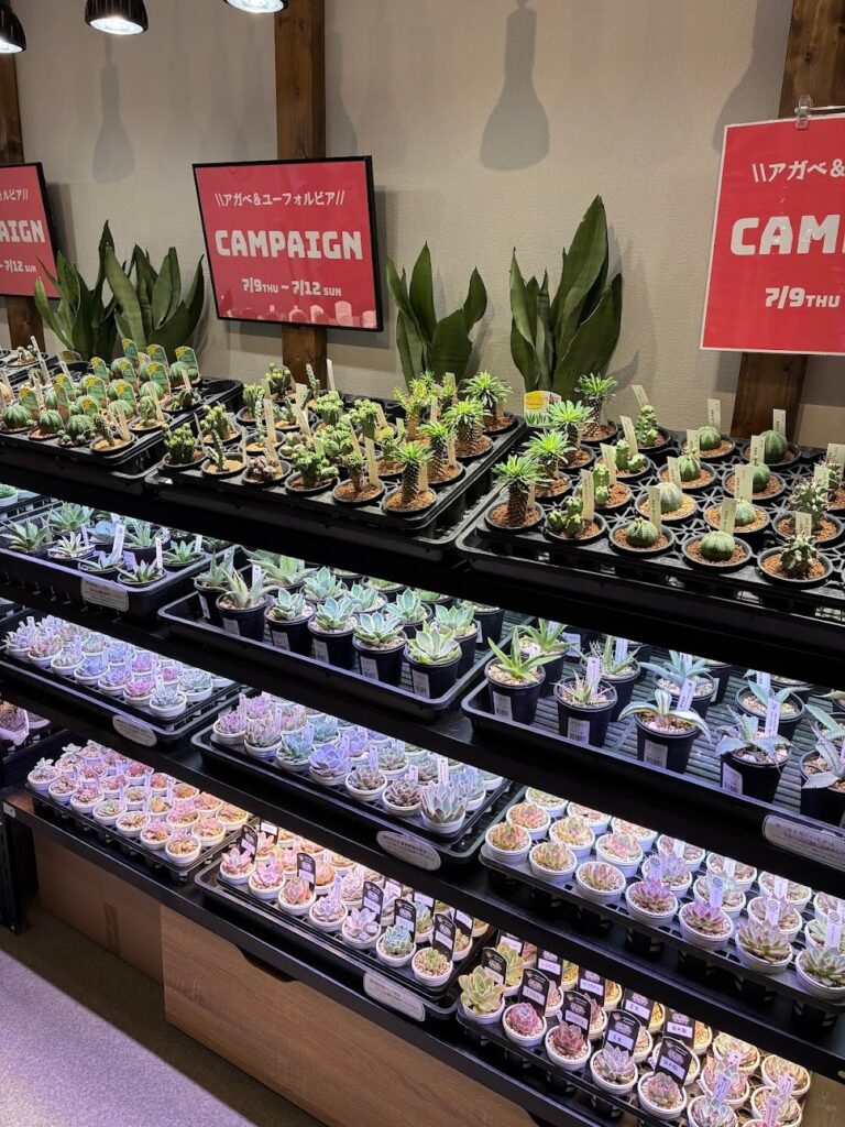 東京でエケベリアがたくさん並ぶ無人販売店|多肉植物専門店リュミエール葛飾店_20260709