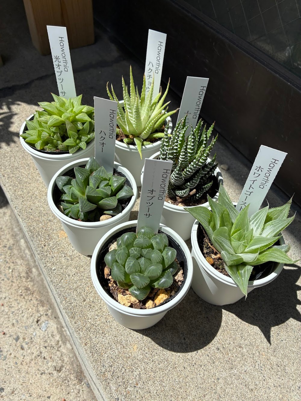 東京でエケベリアがたくさん並ぶ無人販売店|多肉植物専門店リュミエール葛飾店_20260709