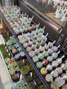 東京でエケベリアがたくさん並ぶ無人販売店|多肉植物専門店リュミエール葛飾店_20260710