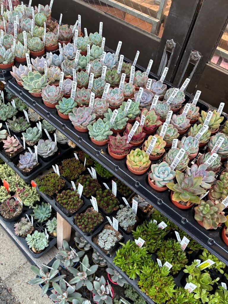 東京でエケベリアがたくさん並ぶ無人販売店|多肉植物専門店リュミエール葛飾店_20260710