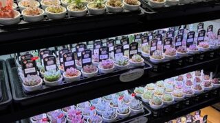 東京でエケベリアがたくさん並ぶ無人販売店|多肉植物専門店リュミエール葛飾店_20260710