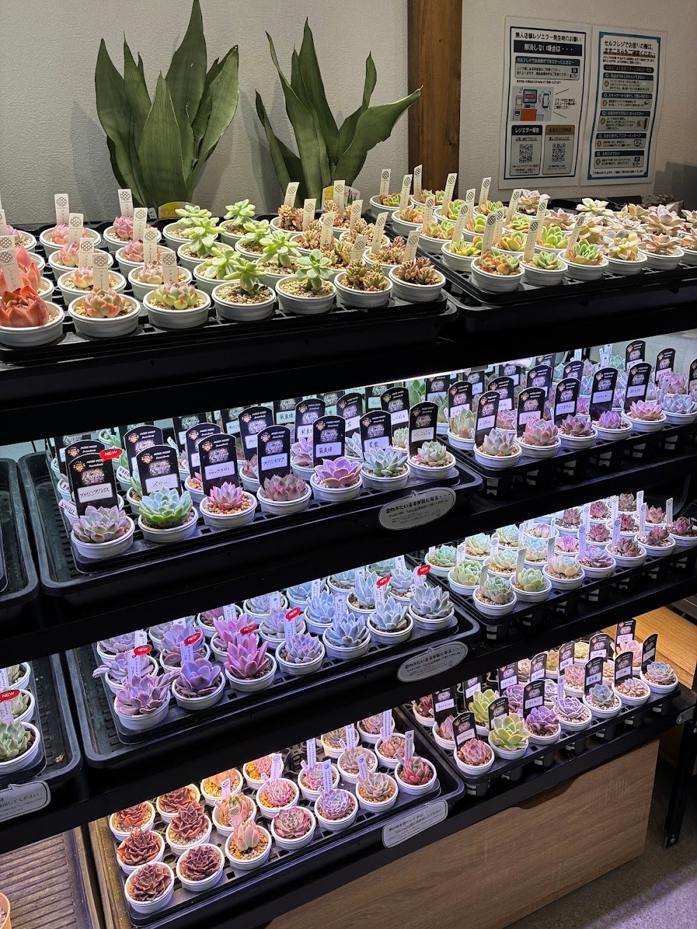 東京でエケベリアがたくさん並ぶ無人販売店|多肉植物専門店リュミエール葛飾店_20260710