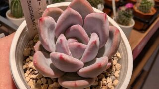 東京でエケベリアがたくさん並ぶ無人販売店|多肉植物専門店リュミエール葛飾店_20260711
