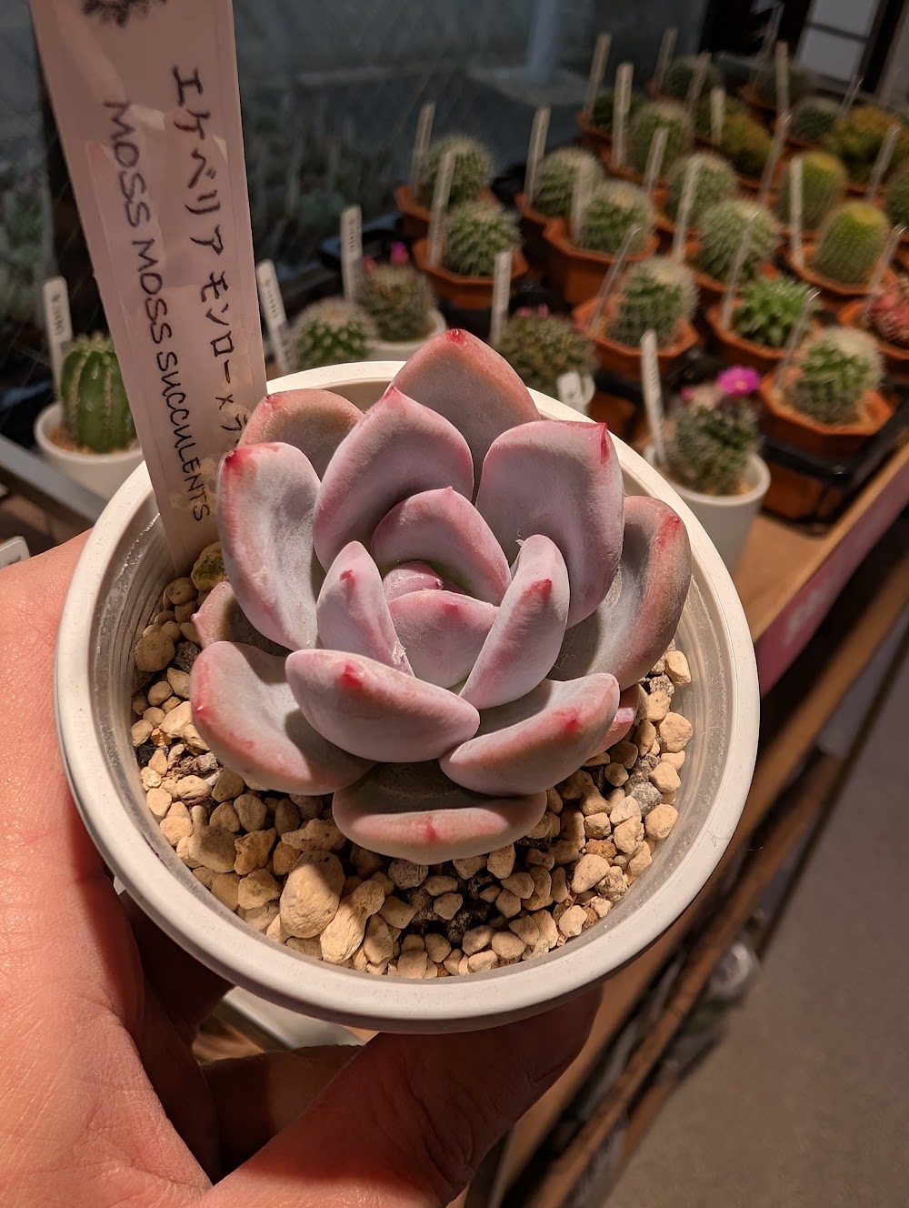 東京でエケベリアがたくさん並ぶ無人販売店|多肉植物専門店リュミエール葛飾店_20260711