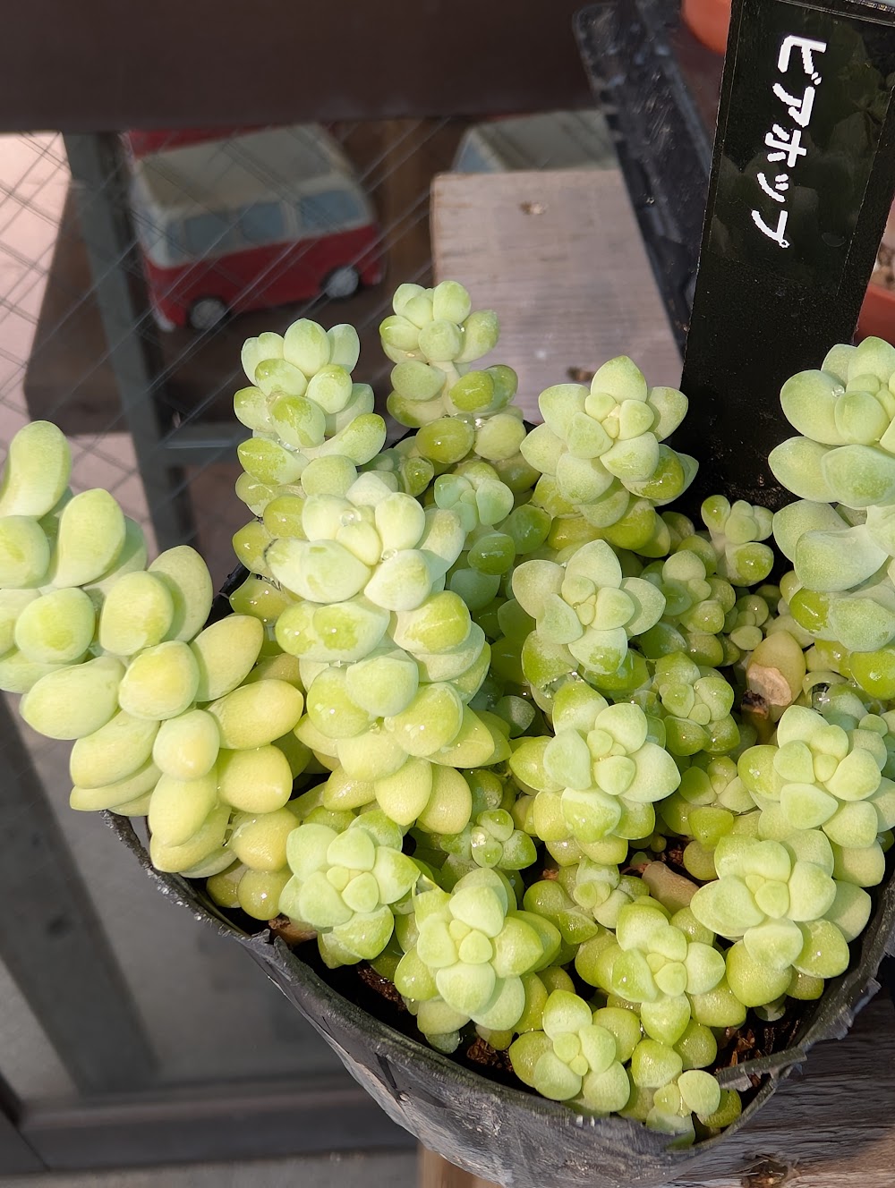 東京でエケベリアがたくさん並ぶ無人販売店|多肉植物専門店リュミエール葛飾店_20260713