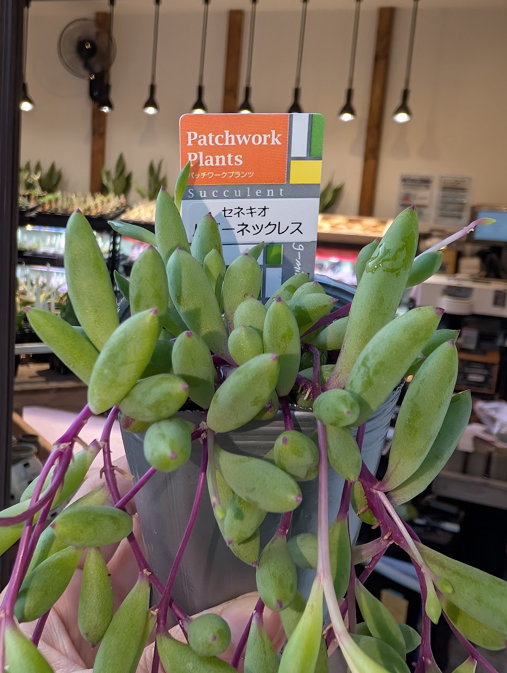 東京でエケベリアがたくさん並ぶ無人販売店|多肉植物専門店リュミエール葛飾店_20260713