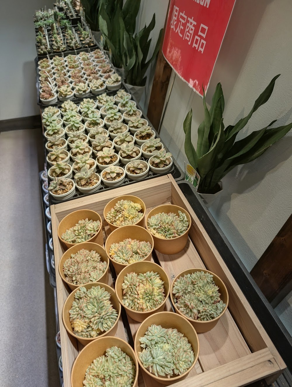東京でエケベリアがたくさん並ぶ無人販売店|多肉植物専門店リュミエール葛飾店_20260713