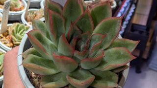 東京でエケベリアがたくさん並ぶ無人販売店|多肉植物専門店リュミエール葛飾店_20260713