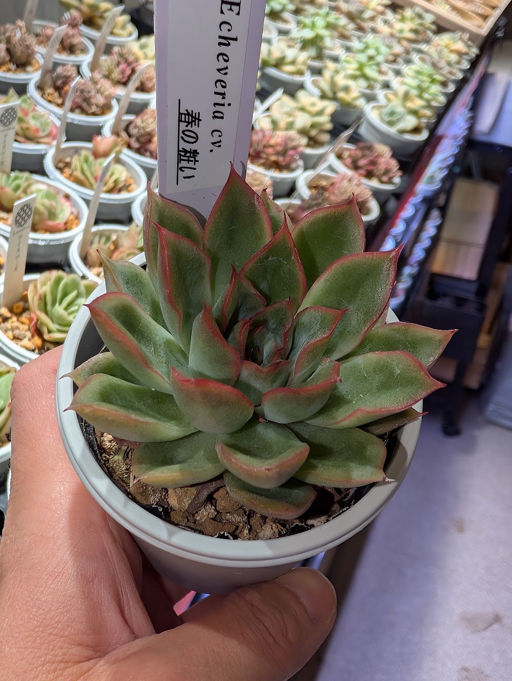 東京でエケベリアがたくさん並ぶ無人販売店|多肉植物専門店リュミエール葛飾店_20260713