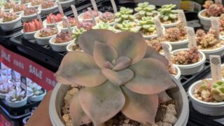 東京でエケベリアがたくさん並ぶ無人販売店|多肉植物専門店リュミエール葛飾店_20260715