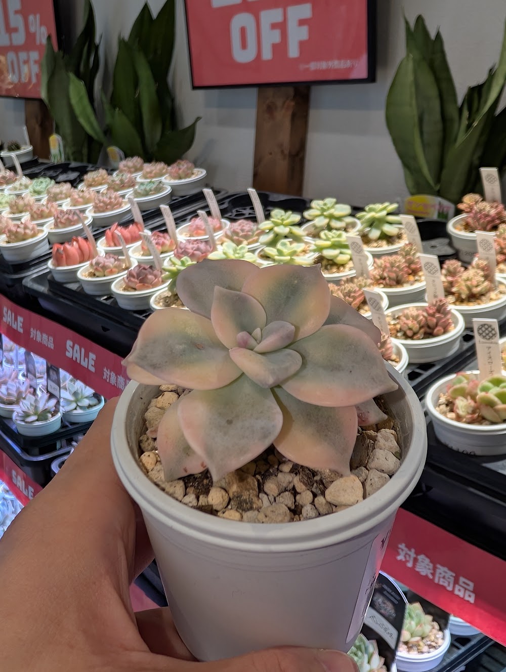 東京でエケベリアがたくさん並ぶ無人販売店|多肉植物専門店リュミエール葛飾店_20260715