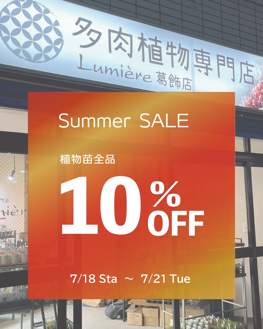 東京でエケベリアがたくさん並ぶ無人販売店|多肉植物専門店リュミエール葛飾店_20260716