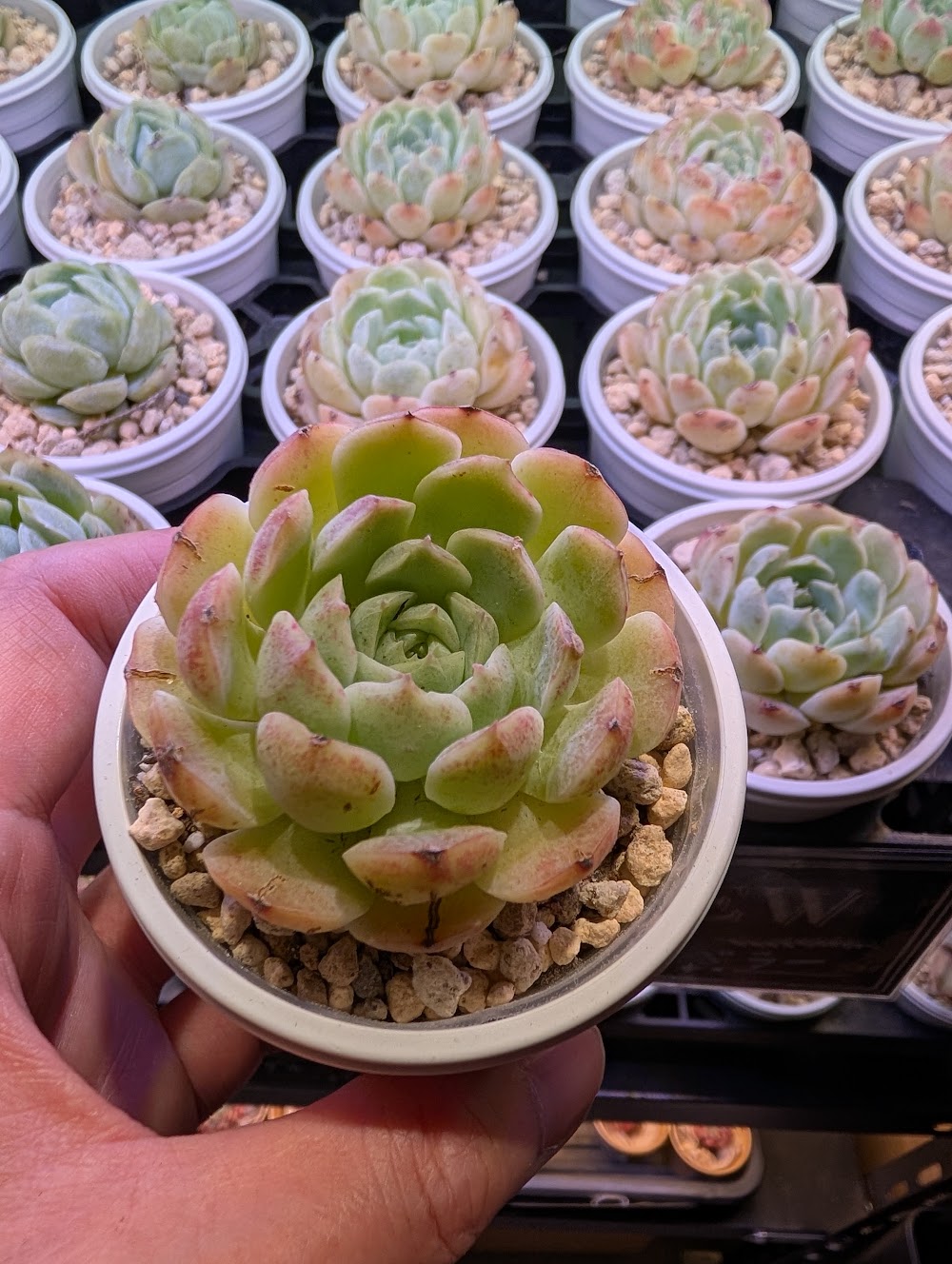 東京でエケベリアがたくさん並ぶ無人販売店|多肉植物専門店リュミエール葛飾店_20260717