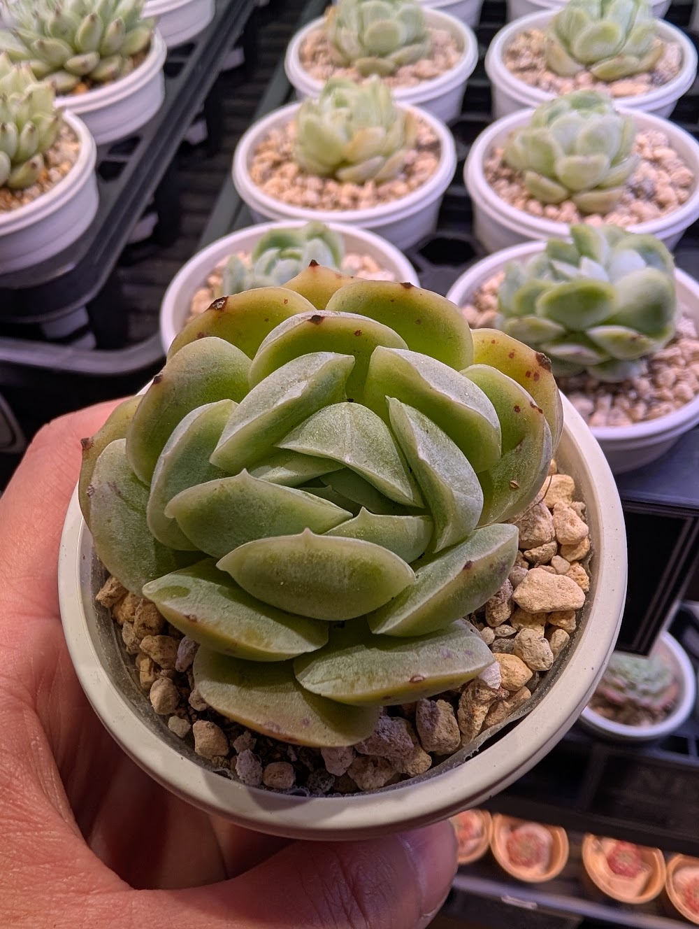 東京でエケベリアがたくさん並ぶ無人販売店|多肉植物専門店リュミエール葛飾店_20260717