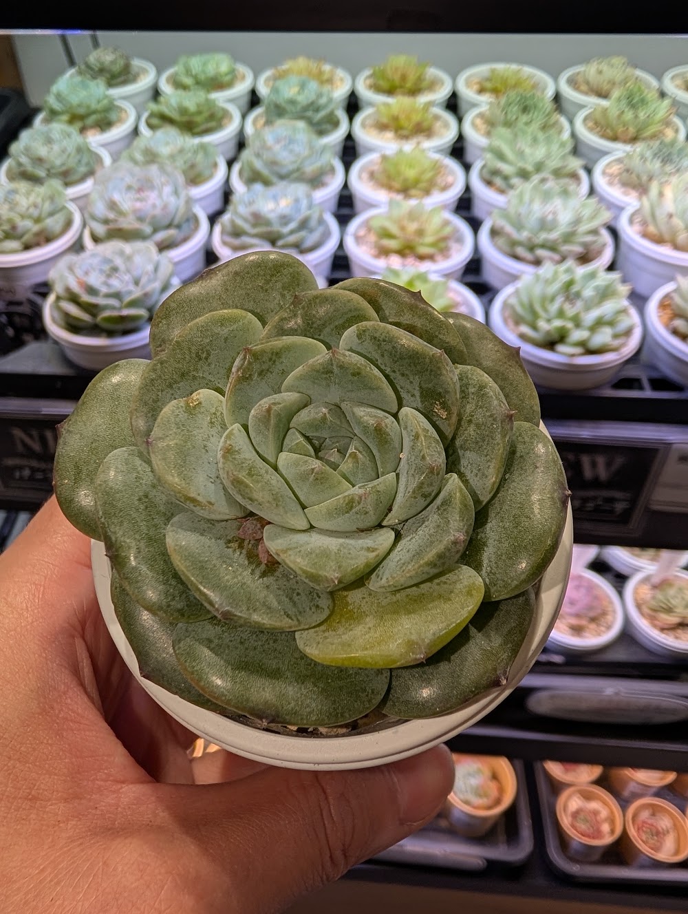 東京でエケベリアがたくさん並ぶ無人販売店|多肉植物専門店リュミエール葛飾店_20260717