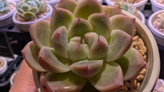東京でエケベリアがたくさん並ぶ無人販売店|多肉植物専門店リュミエール葛飾店_20260717