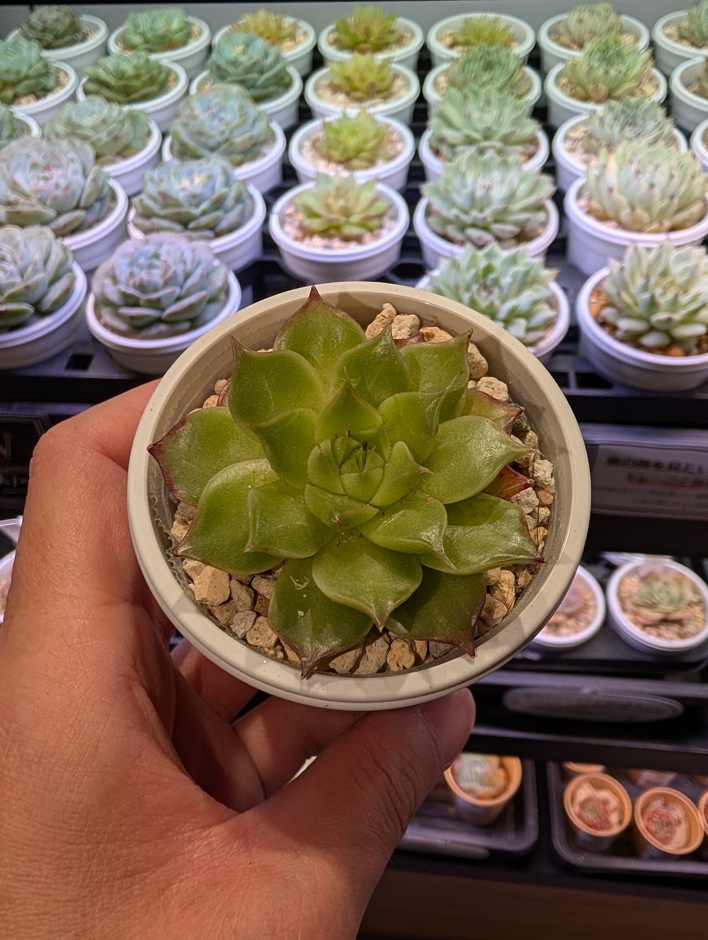 東京でエケベリアがたくさん並ぶ無人販売店|多肉植物専門店リュミエール葛飾店_20260717