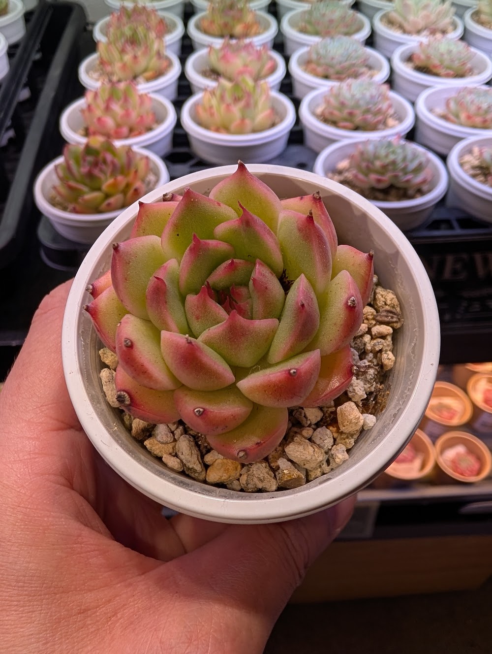 東京でエケベリアがたくさん並ぶ無人販売店|多肉植物専門店リュミエール葛飾店_20260717