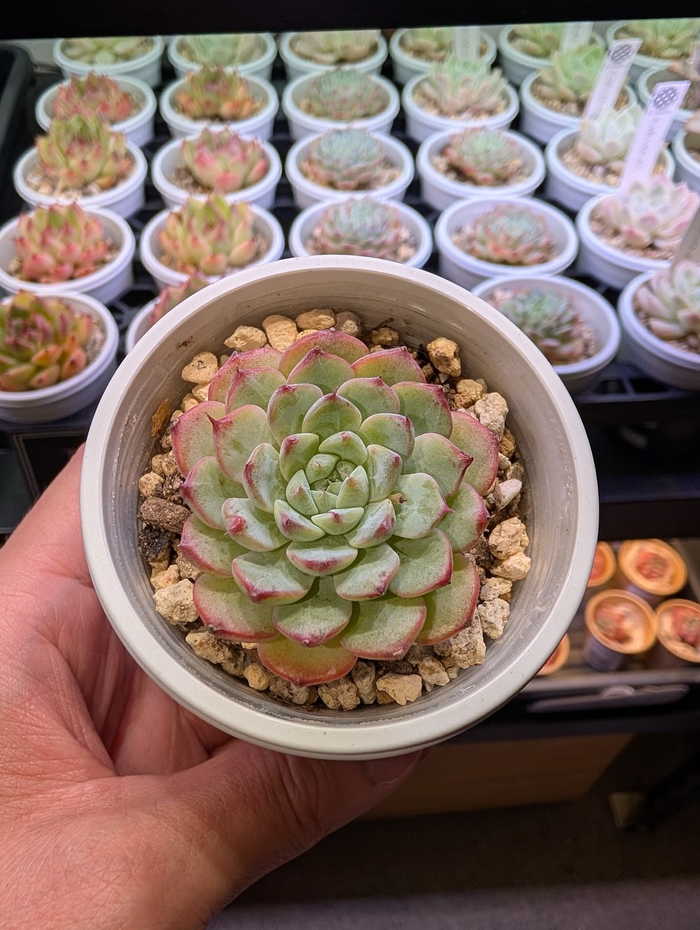 東京でエケベリアがたくさん並ぶ無人販売店|多肉植物専門店リュミエール葛飾店_20260717