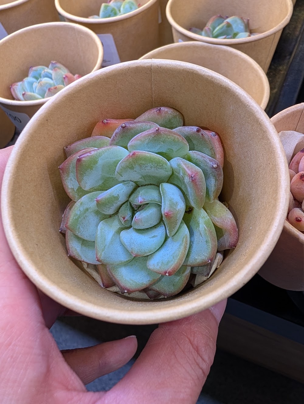 東京でエケベリアがたくさん並ぶ無人販売店|多肉植物専門店リュミエール葛飾店_20260717
