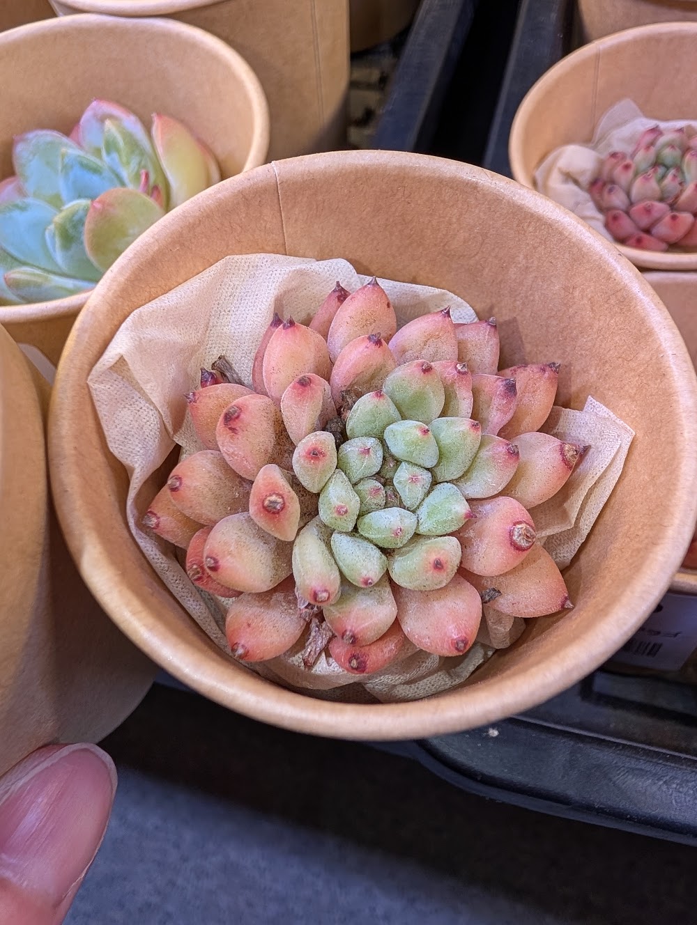 東京でエケベリアがたくさん並ぶ無人販売店|多肉植物専門店リュミエール葛飾店_20260717
