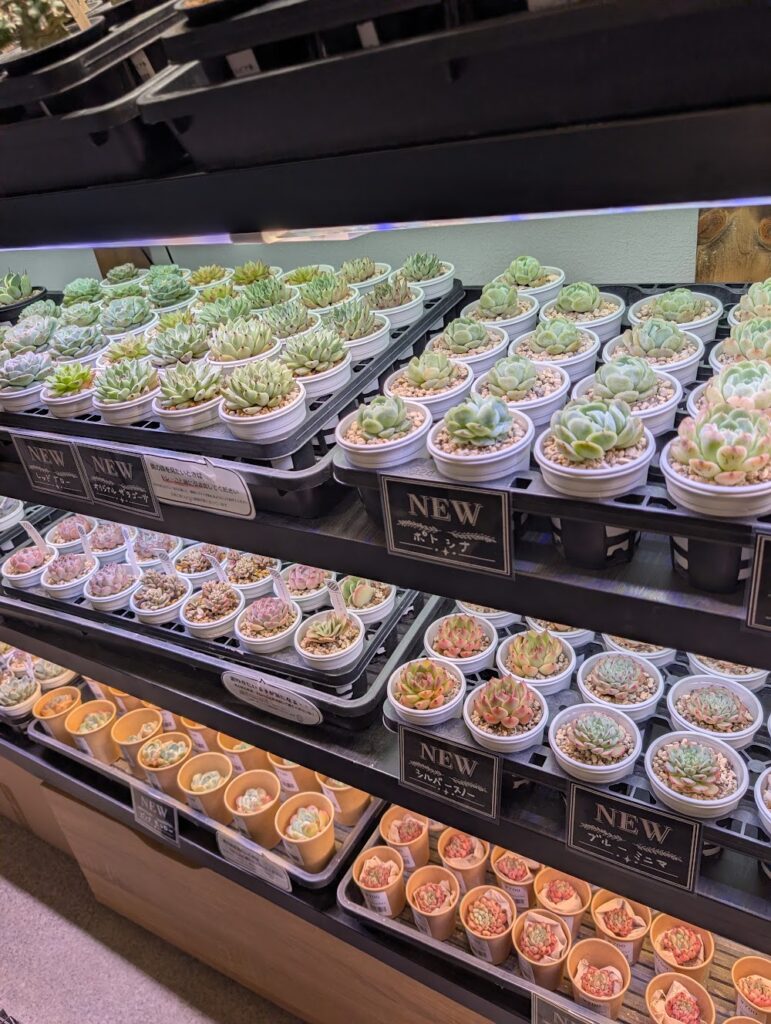 東京でエケベリアがたくさん並ぶ無人販売店|多肉植物専門店リュミエール葛飾店_20260717