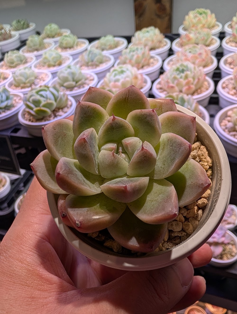 東京でエケベリアがたくさん並ぶ無人販売店|多肉植物専門店リュミエール葛飾店_20260717