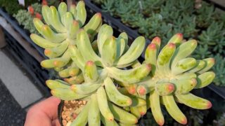 東京でエケベリアがたくさん並ぶ無人販売店|多肉植物専門店リュミエール葛飾店_20260718