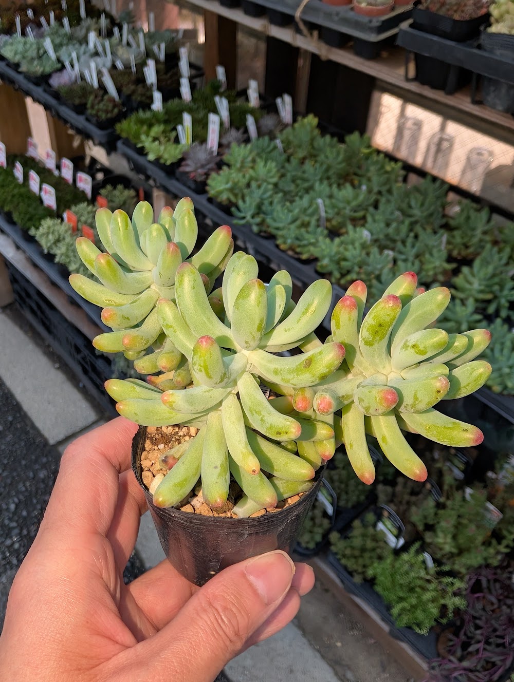 東京でエケベリアがたくさん並ぶ無人販売店|多肉植物専門店リュミエール葛飾店_20260718