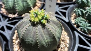 東京でエケベリアがたくさん並ぶ無人販売店|多肉植物専門店リュミエール葛飾店_20260719